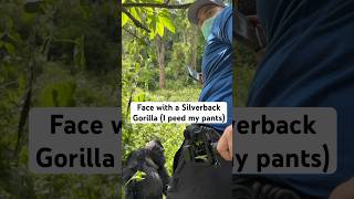 Face to Face with a Silverback Gorilla (I peed my pants) #shorts #gorilla