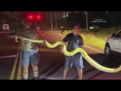 YouTube video thumbnail: Giant Python Found Roaming Near School Campus in South Carolina