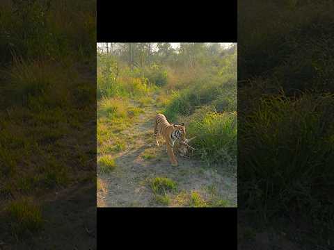 Hunt Gone Wrong! Mom Steps In Like a Pro #animals #wildlife #video #shorts