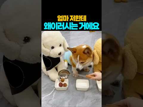 ❤️400만뷰❤️성깔있네 ㅎㅎ #강아지 #댕댕이 #애견영상