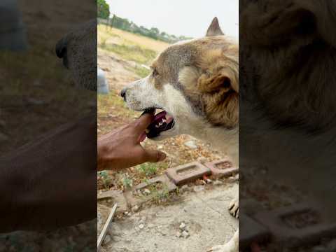 will my pet dog bite me? #outofmindexperiment #shorts