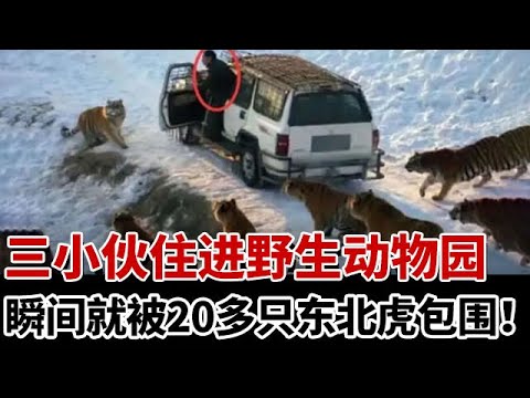 三小伙住进野生动物园，瞬间就被20多只东北虎团团包围？一入夜就遭东北虎围堵袭击.....-#教育普法 #奇闻案件