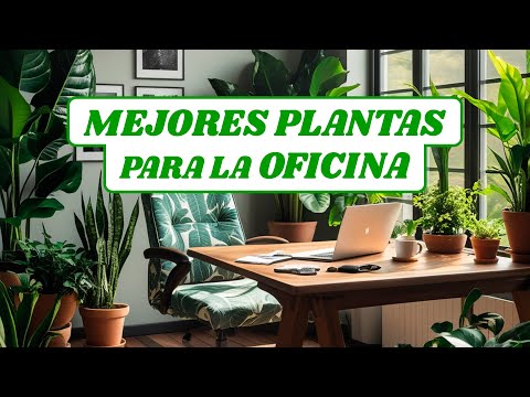 10 PLANTAS DE INTERIOR para OFICINAS y ESPACIOS de TRABAJO