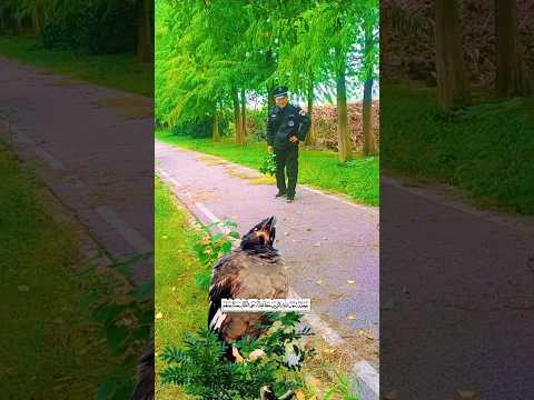 Mohammed surah Quran tilawat #duet #fatiha #quran #animals