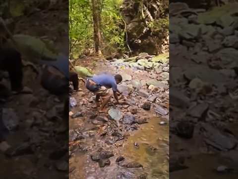 dapet ikan sidat saat menelusuri sungai #fishing #mancing #shots