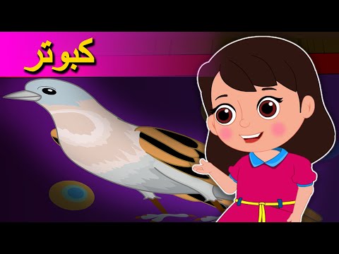 Pigeon Rhyme in Farsi کبوتر - Kabootar - ترنم قشنگه - Ahang Kodakan - Teranam Ghashange