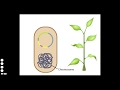 Agrobacterium Tumefaciens and T-DNA Transfer