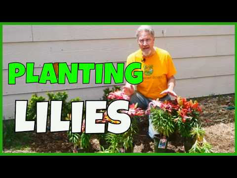 How to Plant Lilies (for Future Success)