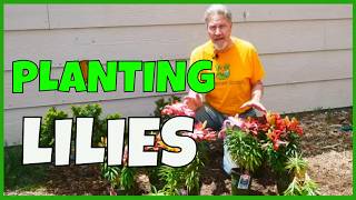 How to Plant Lilies (for Future Success)