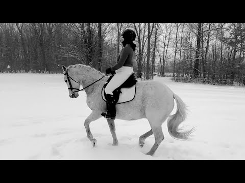 Jumping over 4 feet, this Dressage School Master loves to 3 Day Event - Gelding in Michigan For Sale