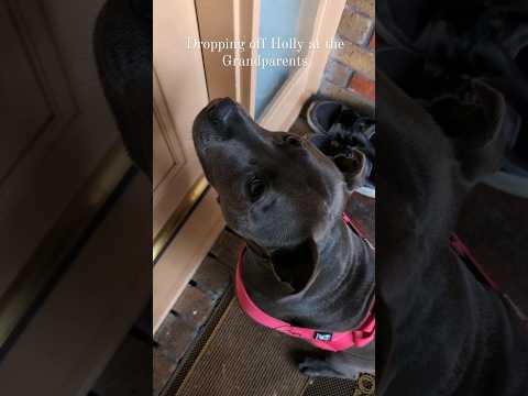 Visiting the Granparents (My View VS Their View) 😂 #bluestaffy #dog #englishstaffy