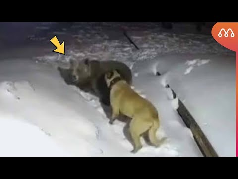 KANGAL ENFRENTA URSO