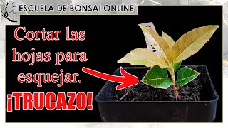El GRAN TRUCO de cortar las hojas para ESQUEJES