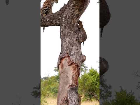 Tiny Leopard Cubs Follow Mom up Tree!