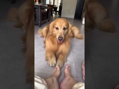 Dogs are the best imitators#dog #dogsoftiktok  #fyp #funny #foryou #foryoupage #funnyvideos