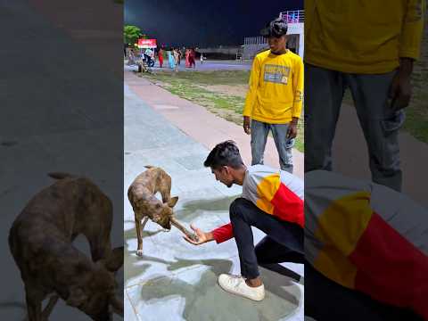 Dog Performs Amazing Flip🐶🤸‍♂️ #DogFlip #DogTrick #AgilityDog #FunnyDogs #DogLovers #Pets