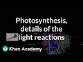 Photosynthesis Mechanisms and Processes