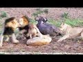 Matriperi Lioness Hunt Analysis