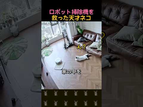 ロボット掃除機を助けた天才ネコ