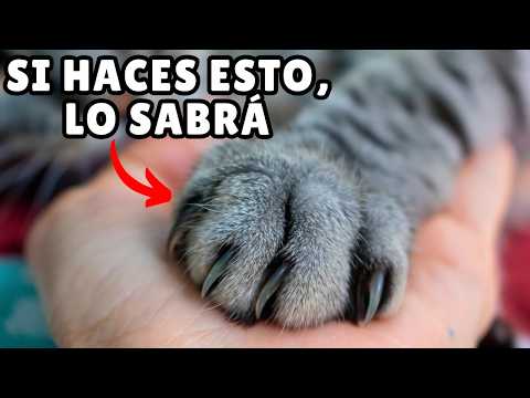 12 FORMAS de decirle a tu gato que LO AMAS (y que pueda ENTENDER)