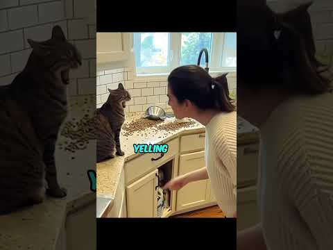 You are breaking your Cat's heart without even realizing