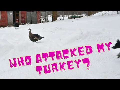 you wont BELIEVE  what ATTACKED my TURKEYS!