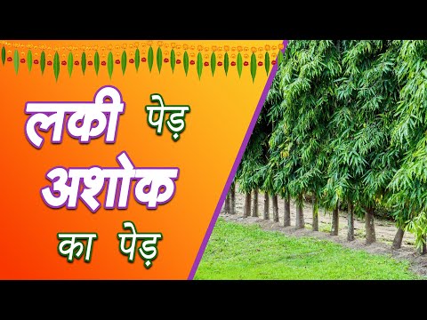 लकी पेड़ अशोक का पेड़ | Lucky Tree Ashoka Tree |