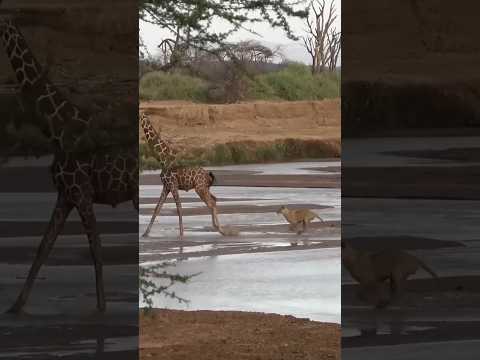 Lions vs Giraffe: The Hunt That Didn’t End as Expected