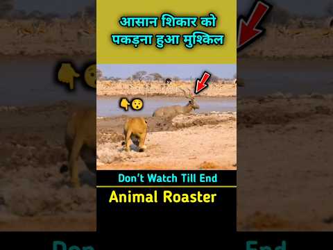 शेरनी की इतनी बेइज्जती! 😃 Impala and lioness #shorts