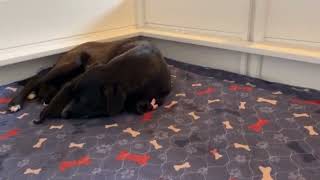 Beautiful Andi is delivering her precious puppies - Mother dog giving birth to beutiful puppies!