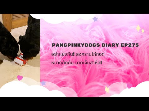 อย่าแย่งกัน! สงครามไก่ทอด หมาดุกัดกัน บาดเจ็บสาหัส! l Pangpinkydogs Diary ep275
