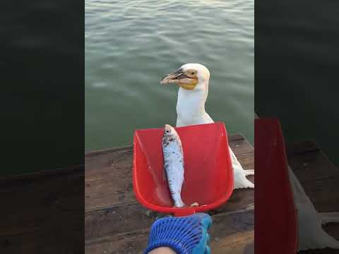 Hunting Fish From Hole Using Hook #004138 #fishing #birdfishing #fishingtechniques #fishingtips