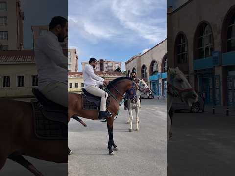 Hırçın atlar  at sesi  çılgın atlar taylar #atlar #tay#tokatatv #tokat #ccc #🇹🇷
