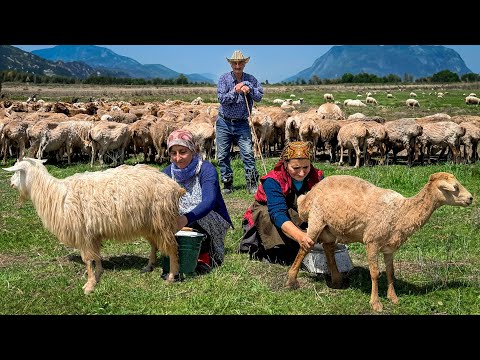 Life on a Farm with 200 Sheep! Milking and Making Creamy Cheese