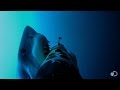 Shark Behavior and Hunting Strategies
