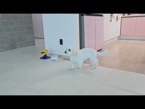 백설공주 밍순이 말괄량이 개순이