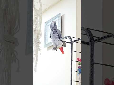Kuttumon 💚 #kuttumon #africangrey #birds #greyparrots #malayalam #bird