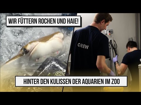 Fütterung der Rochen und Haie mit Einblick hinter die Kulissen der riesigen Aquarien im Zoo!