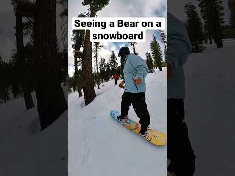 Seeing Bear while Snowboarding