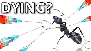 I TRIED SAVING my DYING ANT COLONY!!