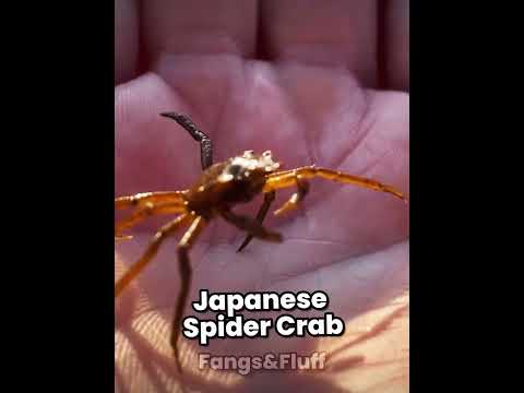 Animals That Start out Tiny But Grow Into Absolute Monsters
