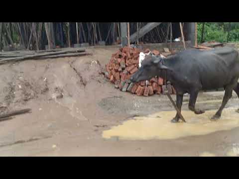 Khammam లో వరద ఉదృతి వర్షం భీభత్సం