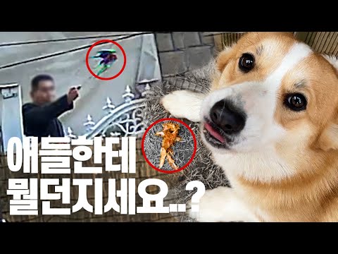 아기강아지 웰시코기들에게 동물학대?! 참교육 하러 경찰출동 까지 한날..