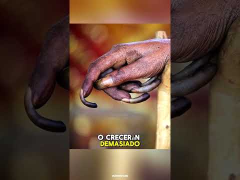 La Verdad Detrás Del Caballo Que Grita 🤯 #vizionspano #shorts