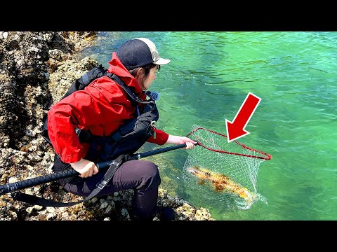 【驚愕】めちゃデカい、巨大イカを釣り上げました！！