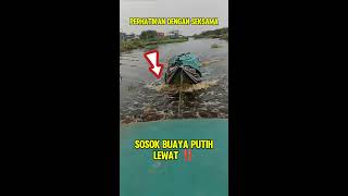 PENAMPAKAN BUAYA PUTIH YANG SANGAT BESAR