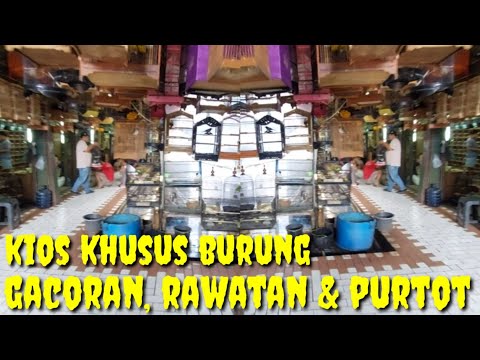 NAH INI BARU KIOS KHUSUS BURUNG2 BAHAN RASA GACOR, GACORAN, RAWATAN DAN PURTOT