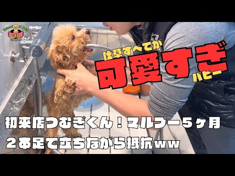 子犬パピー慣らしトリミング！ブリーダーや獣医に大変と言われた