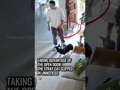 The Cat Who Ruined Everything