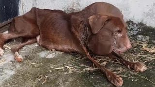 Her Tiny Body Was Shaking In Pain, Until Kind Hands Gave Her The Second Chance To Live!